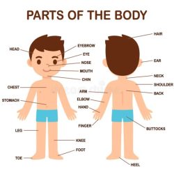 El cuerpo humano label the parts of the body