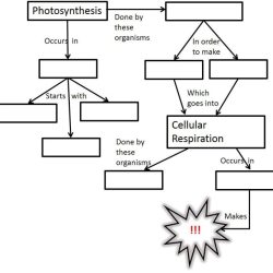 Photosynthesis diagram worksheet with answers