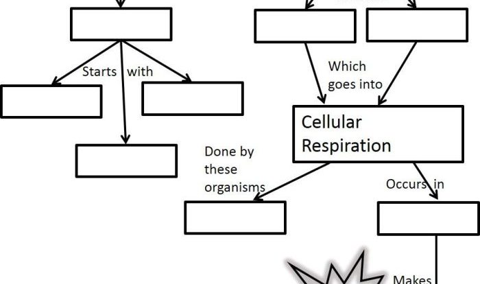 Photosynthesis diagram worksheet with answers