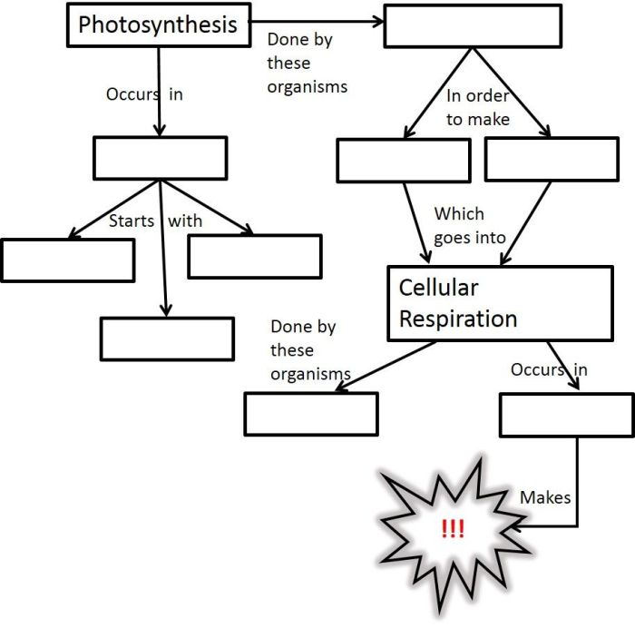 Photosynthesis diagram worksheet with answers