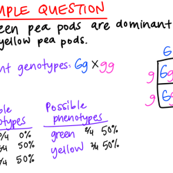 Independent practice punnett squares worksheet answer key