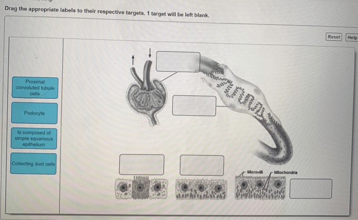 Drag the appropriate labels to their respective targets. resethelp