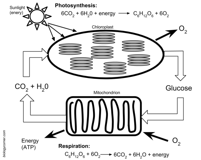 Photosynthesis diagram worksheet with answers